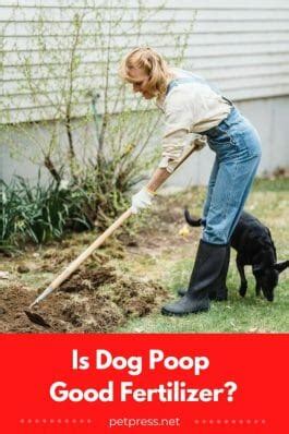dog poop good fertilizer|dangers of dog poop.